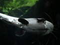 ZOO-Viden 107.JPG